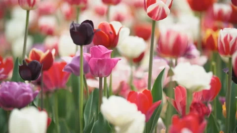 Colorful tulips at close range Stock Footage 111313138