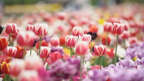 Colorful tulips at close range Stock Footage 111890281