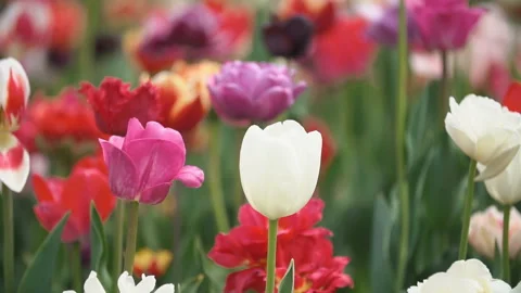 Colorful tulips at close range Stock Footage 113734117