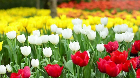Colorful tulips field Stock Footage 34709639