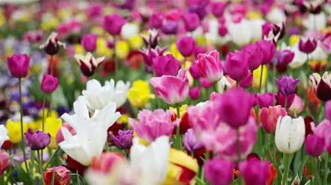 Colorful tulips in a field in spring Stock Footage 24602963