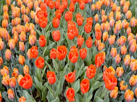 Colorful tulips on the flowerbed Stock Footage 75561627