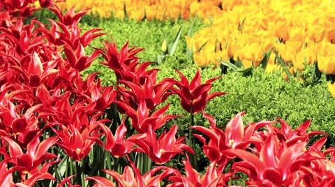 Colorful tulips Stock Footage 23069861