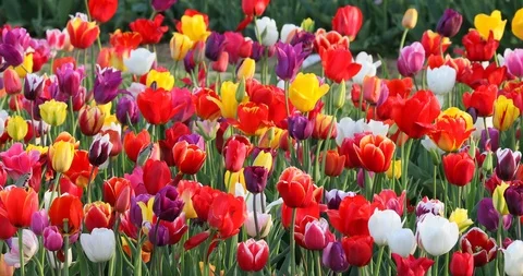 Colorful Tulips Stock Footage 89573256