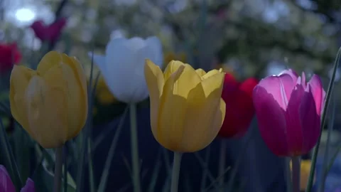 Colorful Tulips Stock Footage 308929722