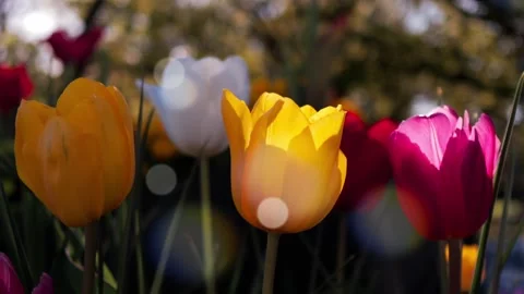 Colorful Tulips Stock Footage 308930246