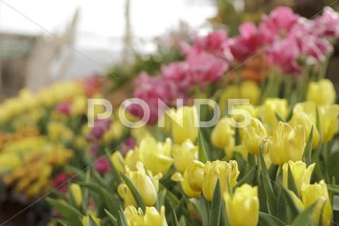 Colorful tulips in garden Stock Photos