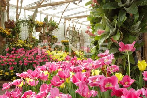 Colorful tulips in garden Stock Photos