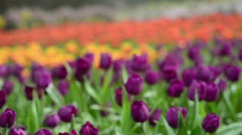 Colorful tulips in the park. Spring landscape. Stock Footage 34342737