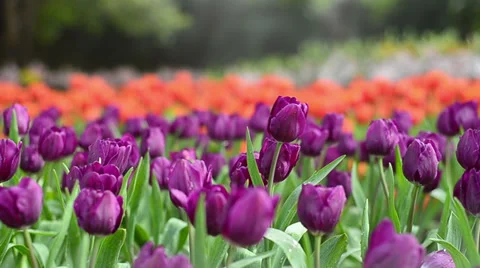 Colorful tulips in the park. Spring landscape. Stock Footage 34342753