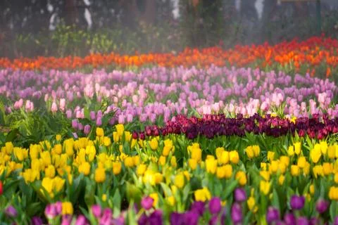 Colorful tulips Stock Photos