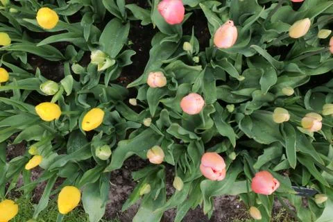 Colorful tulips Stock Photos