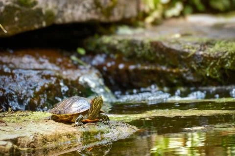Colorful turtle basks by babbling stream Photos