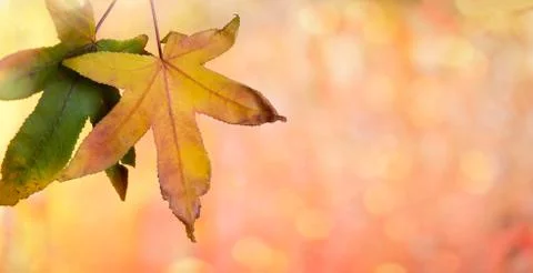 Colorful two leafs Stock Photos