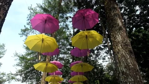 Colorful umbrellas, lined up in ropes between the pine trees Stock Footage 173111142