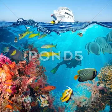 Colorful underwater reef with coral and sponges Stock Photos