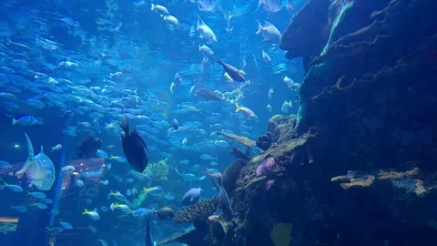 Colorful underwater world teeming with diverse fish species in a vibrant ma.. Stock Footage 296497277