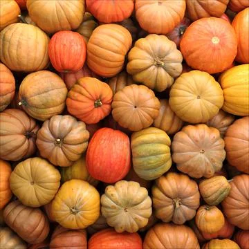 Colorful varieties of pumpkins. Color gradient background Stock Illustration