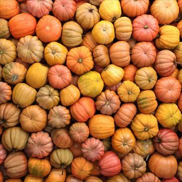 Colorful varieties of pumpkins. Color gradient background Stock Illustration