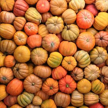 Colorful varieties of pumpkins. Color gradient background Stock Illustration