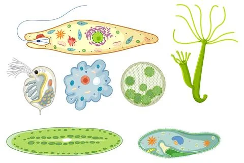 Colorful Vector Illustration of Microorganisms and Cells イラスト素材