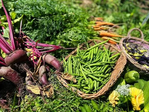 Colorful vegetables Stock Photos