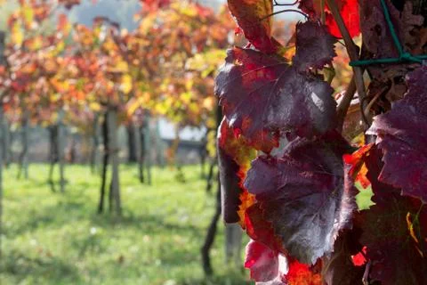 Colorful vineyard in the fall Stock Photos