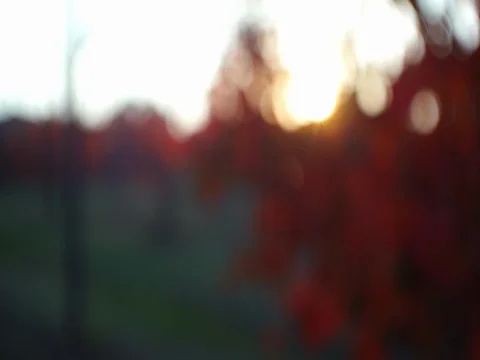 Colorful vineyard Stock Footage 108515929