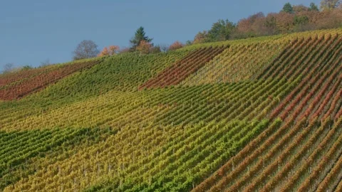 Colorful Vineyard in October Stock Footage 316830947