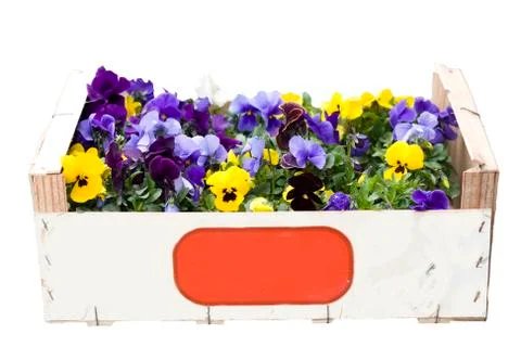Colorful violets in a box Stock Photos