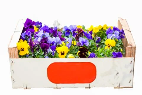 Colorful violets in a box Stock Photos
