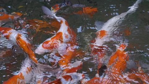 Colorful water pattern formed by group of Koi carps swimming in pool. Stock Photos