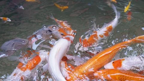 Colorful water pattern formed by group of Koi carps swimming in pool. Stock Photos