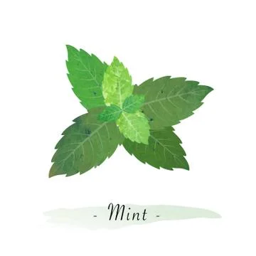 Colorful watercolor texture vector healthy vegetable mint Stock Illustration