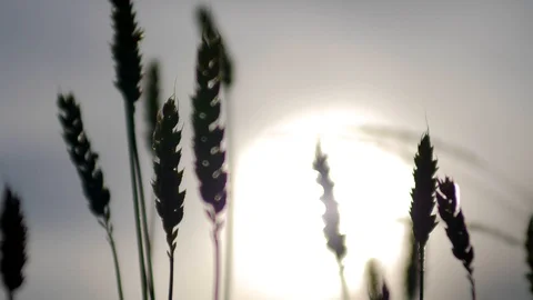 Colorful wheat being blown by the wind in the evening sunlight Stock Footage 112282069