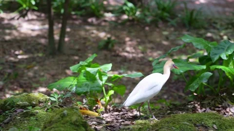 Colorful White Bird Moving Through Green Park Wildlife Footage 4K Stock Footage 336705077