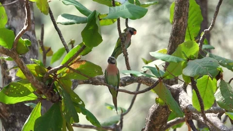 Colorful wild bird perched on rustic branch amidst lush green leaves Stock Footage 272467114