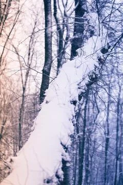 Colorful Winter Tree 스톡 사진