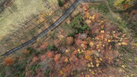 Colorful winter trees without snow, green fields and mole mountain road Stock Footage 259406830