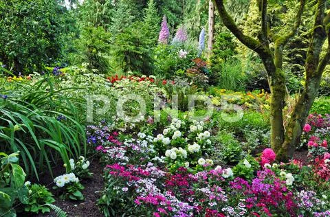 Colorful woodland garden Stock Photos