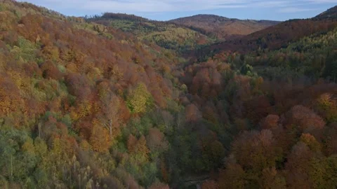 Colorful woods and blue sky. Stock Footage 165162953
