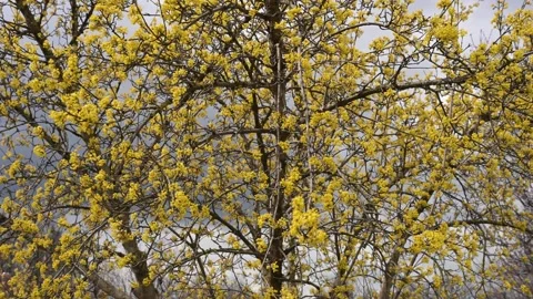 Colorful yellow spring blossoms on a tree, signaling the start of the new season 스톡 동영상 332618375
