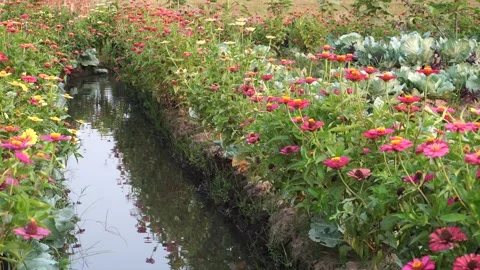Colorful Zinnia elegans by the pond Video stock 265063553