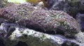 Colorfull Brain Coral closeup with moving tentacles in coral reef HD Footage