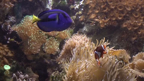 Colorfull fish Stock Footage 99499178