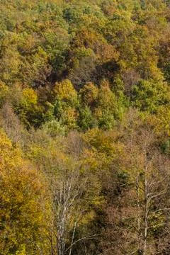 Colorfull forest Stock Photos