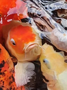 Colorfull Koi Stock Photos