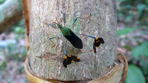 Colorfull leaf footed bug green orange black makro beautifull tropic dschungle Stock Photos
