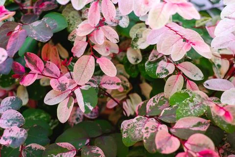 Colorfull leaves pattern Stock Photos