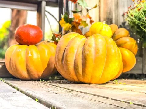 Colorfull pumpkins Stock Photos